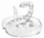 How to draw a rattlesnake. Step 3. Draw scales to the rattlesnake's body.