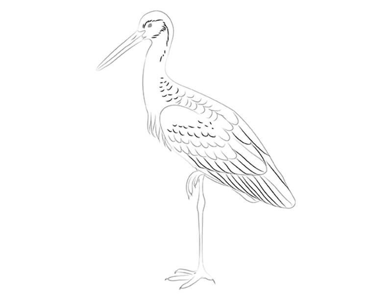 How to draw a stork. Step 7. Continue drawing the stork's feathers.