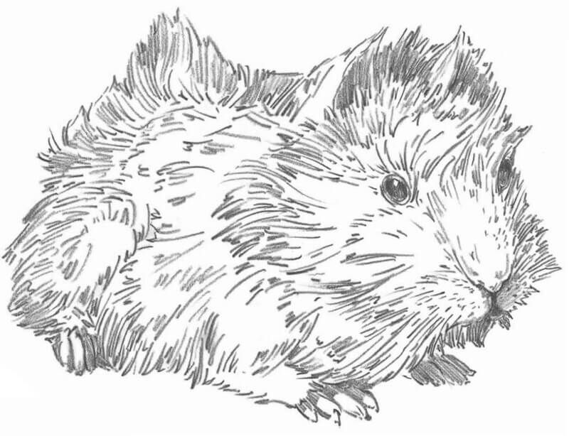 How to draw a guinea pig. Step-by-step drawing tutorial.