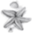 How to draw a starfish. Step 6. Shade below the starfish. Draw the starfish surroundings.