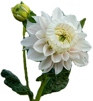 Virtual Dahlia 101 class_edited_edited_e