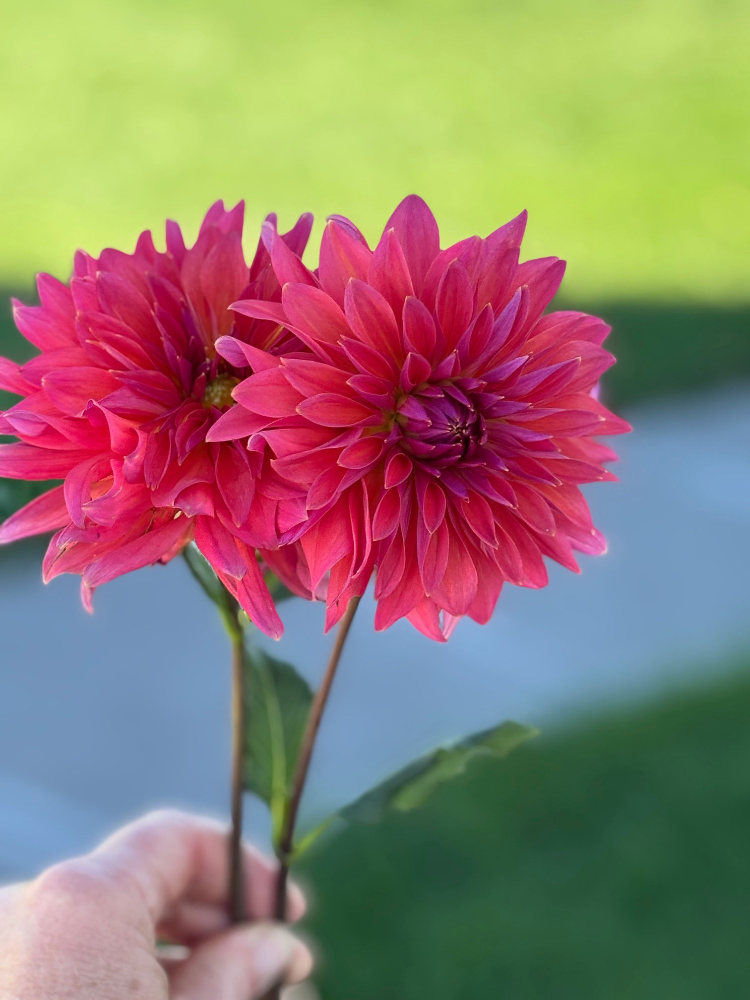 American Dawn Dahlia Tuber