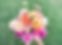 A bunch of different pink, peach, orange and yellow dahlias.