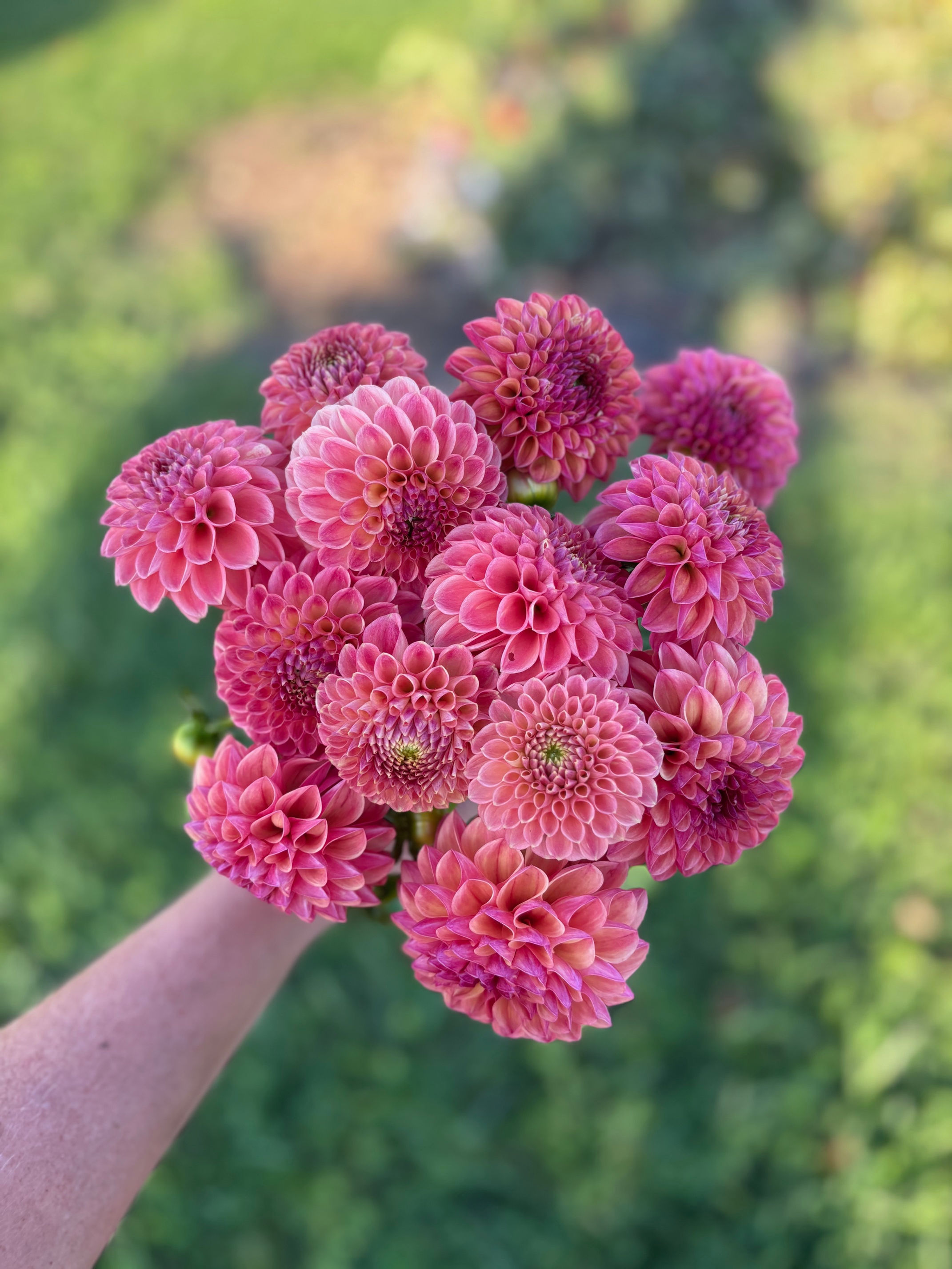 Caitlin's Joy Dahlia Tuber