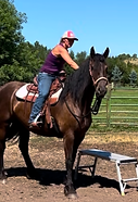 Ava - Shire Valley Horse