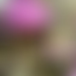 From Caterpillars to Conservation: A Service-Learning Butterfly Project