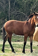 Nala - Shire Valley Horse