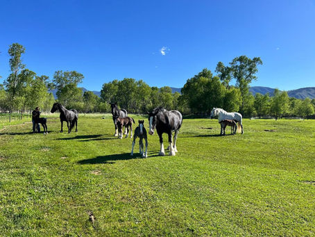 And that's a Wrap! 2025 Foaling Season comes to an end..