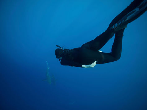 OS TUBARÕES & UM MERGULHO NO OCEANO POR MAYSA SANTORO