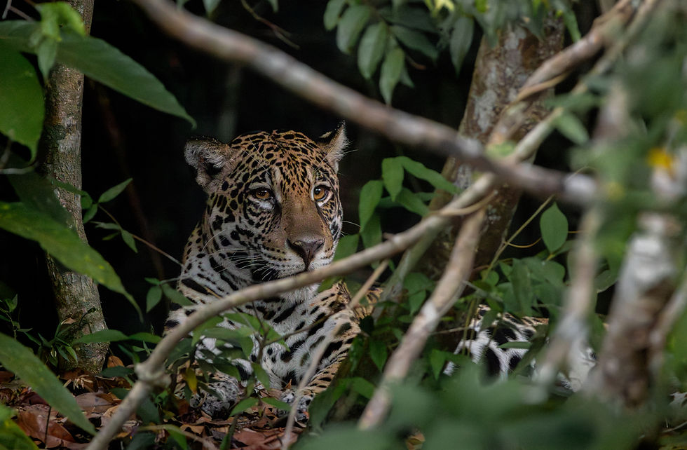 07.22 - Onça-pintada - Jaguar - Panthera onca - Caio Silva (2).jpg
