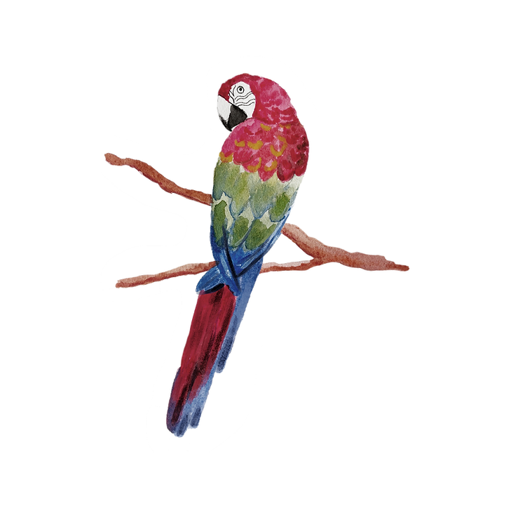 ARARA 1 .png