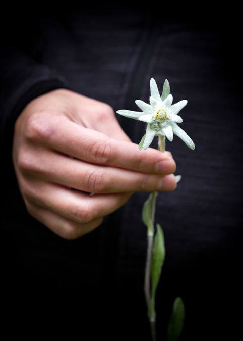 edelweiss.jpg