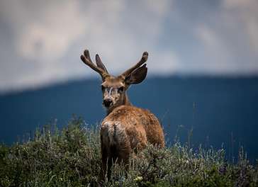 Deer Looking Back