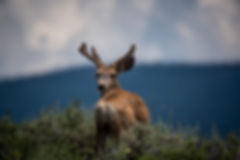 Deer Looking Back