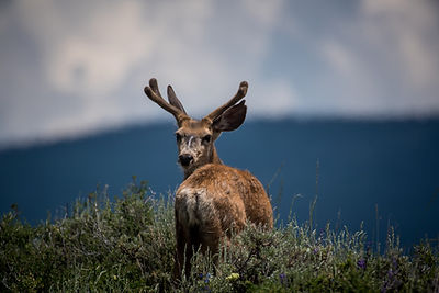Deer Looking Back