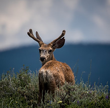 Deer Looking Back