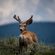 Deer Looking Back
