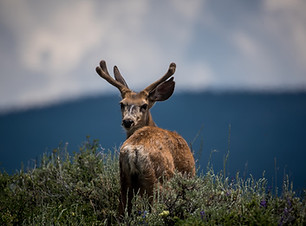 Deer In Wilderness