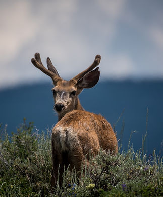 Deer Looking Back