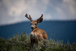 Deer Looking Back