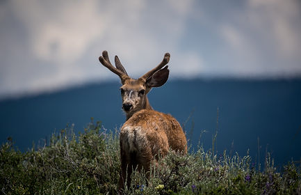 Deer Looking Back