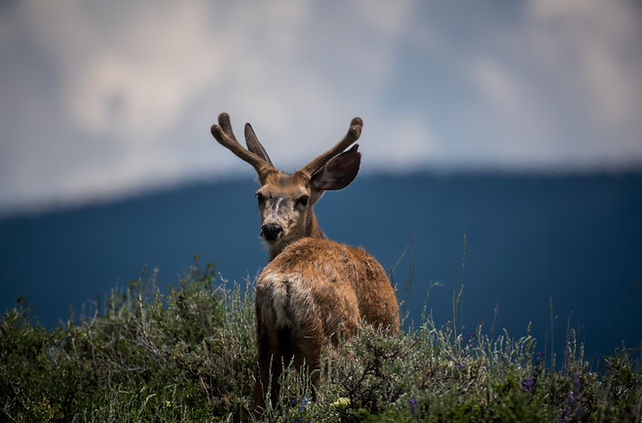 Deer Looking Back