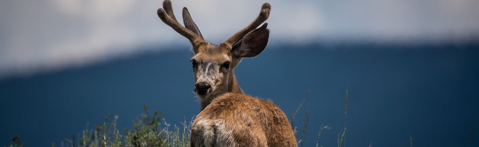 Deer Looking Back