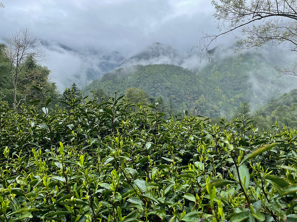 Limpiditea's Rare Tea trees at Mt.WUYI