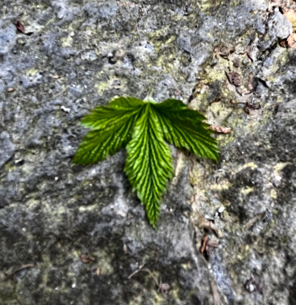 Shape, pattern and repetition