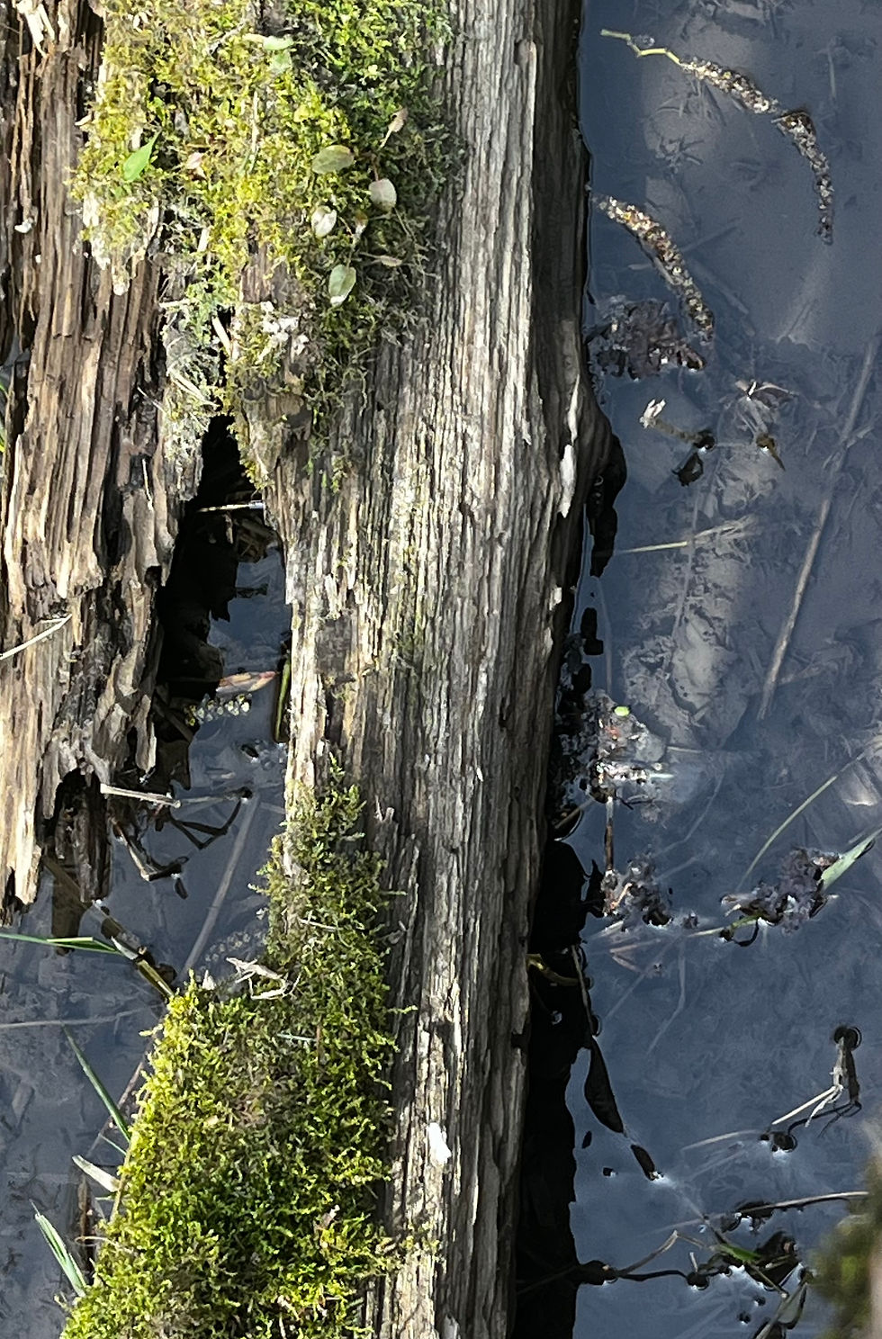 Texture and Contrast