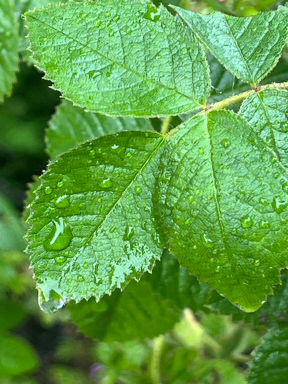 ree
