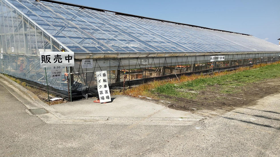 春季直売所と臨時駐車場