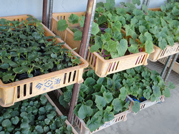 店舗(春季以外)