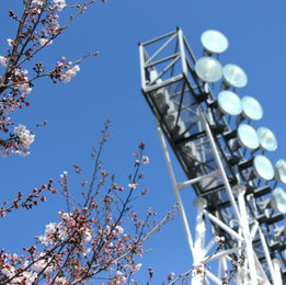 桜と共に去りぬ英雄