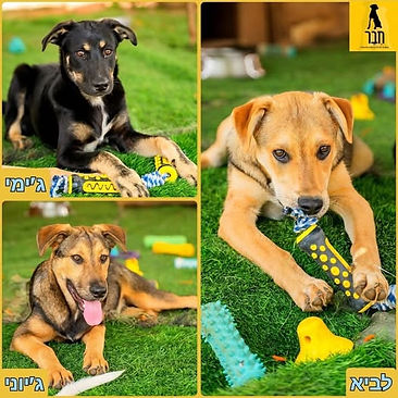 Jimmy Johny Levi.jpg