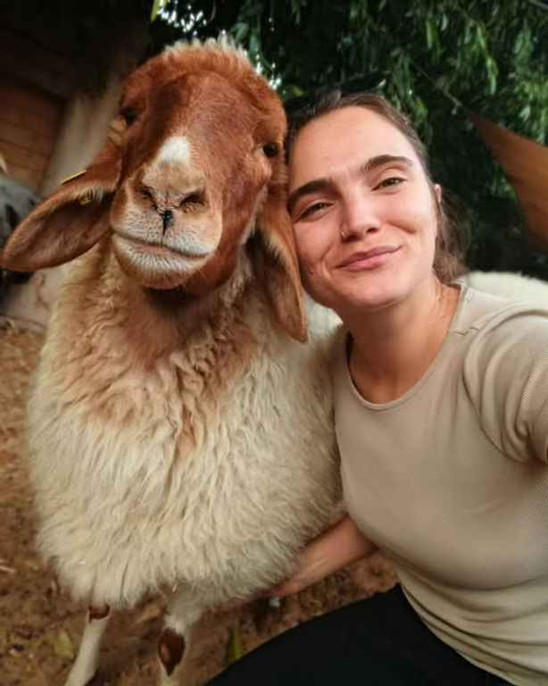 Freedom Farm Lily sheep.jpg