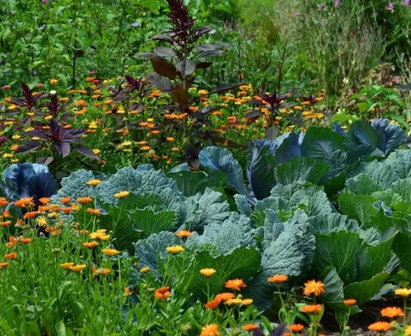 agricultura-sostenible.webp