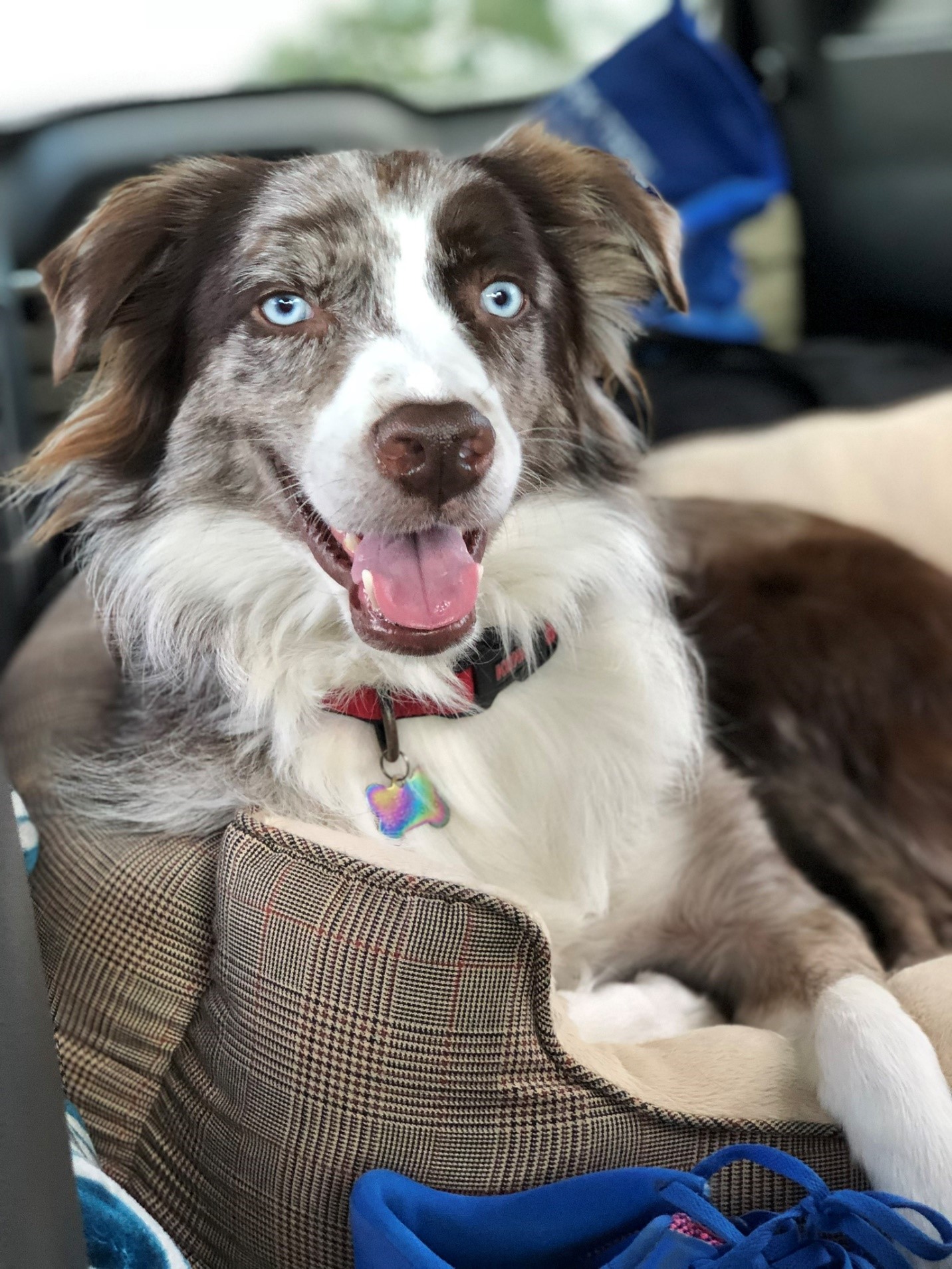 Bea
