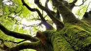 broceliande.jpeg