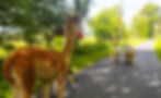 Alpaca and Black Nose Valais Sheep Experience and Trek (90 - 120 mins)