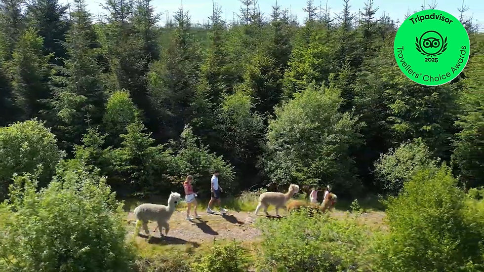 Alpaca and Black Nose Valais Sheep Experience and Trek (90 - 120 mins)