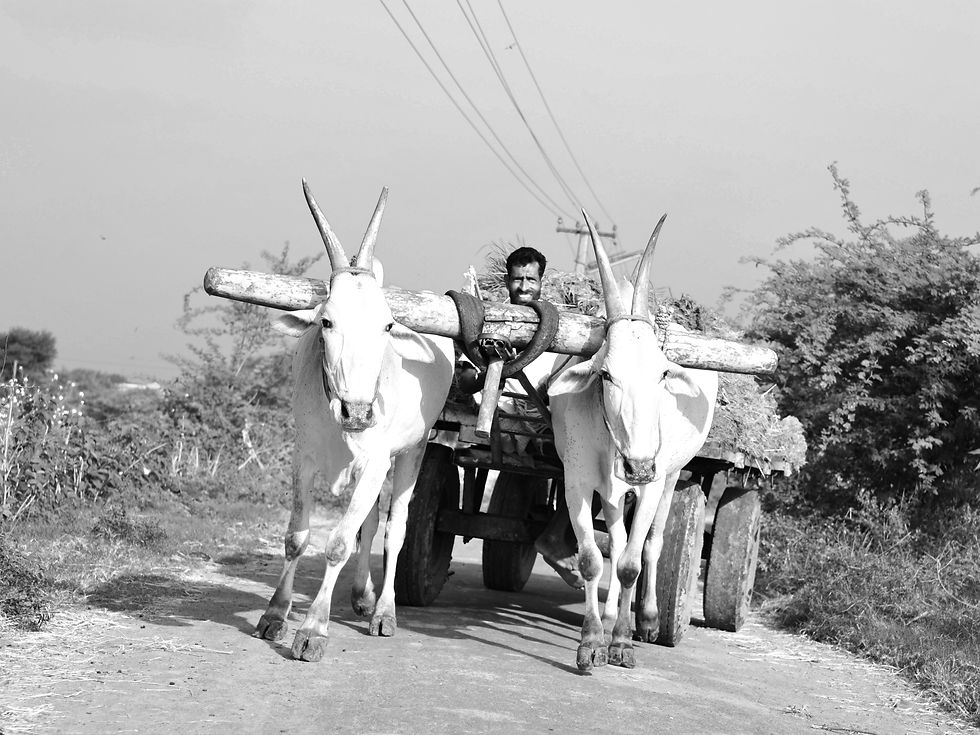 near kanchipuram. tamil nadu 2013