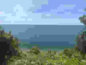 trees and water