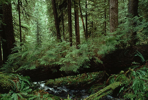 hoh-river-valley.jpg