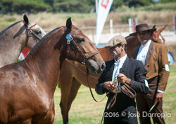 Cavalo Lusitano