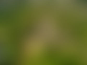 O Castelo de Guimarães, das suas origens ao século XV