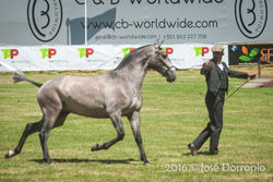 Cavalo Lusitano