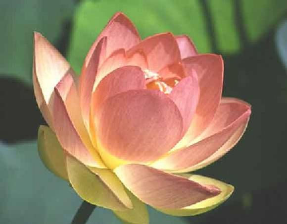lotus-flower-1000