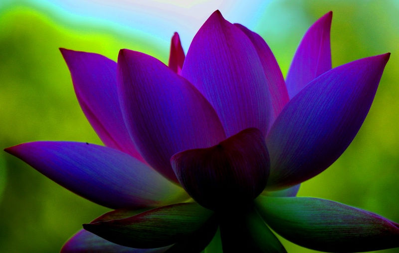 08081009530815_lotus_flower_ss