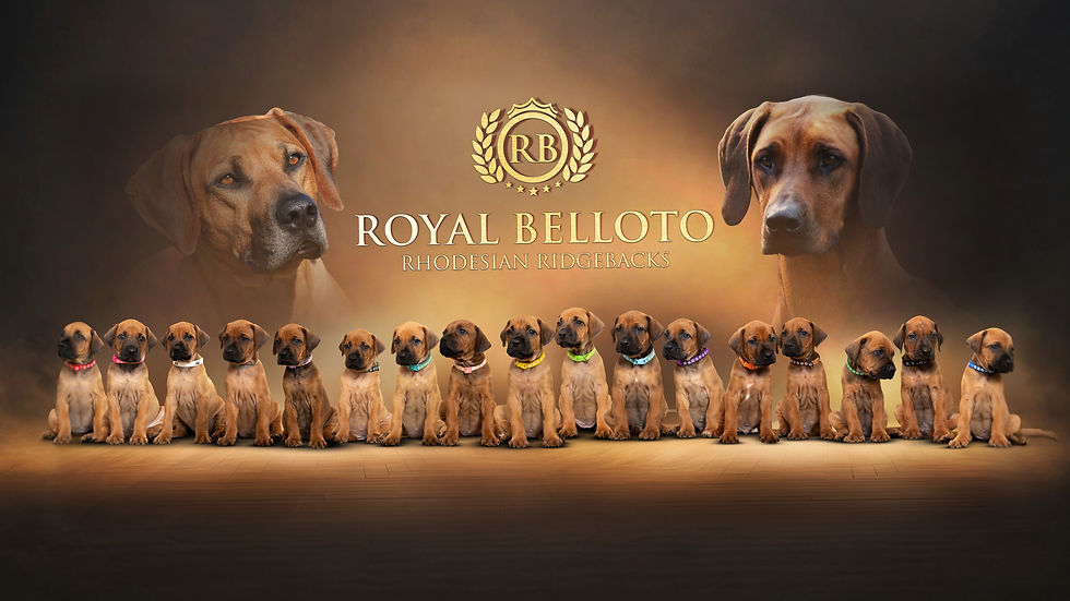 cachorrosad_edited_edited_edited.jpg